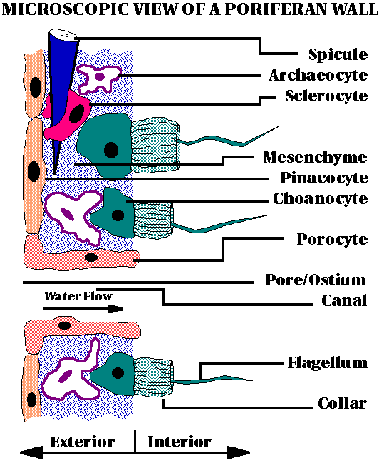 Untitled Page [bioclass.cos.ncsu.edu]